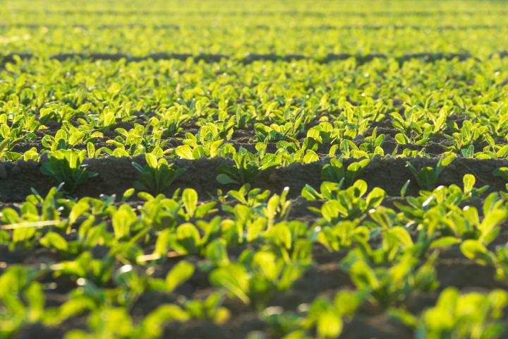 Plantaciones de lechuga en España.