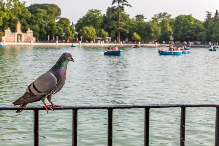 Imagen de una paloma en la barandilla que rodea el estanque grande del Retiro.