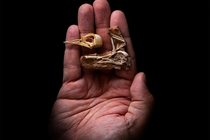 Los restos esqueléticos de Navaornis hestiae, un pájaro del tamaño de un estornino que vivió hace 80 millones de años durante el Período Cretácico en lo que hoy es Brasil.