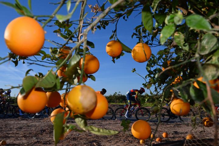Un naranjo, al paso de un pelotón ciclista
