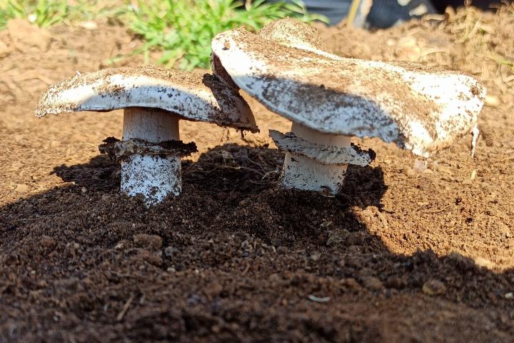 Imagen de archivo de un ejemplar de seta 'Agaricus bitorquis'.