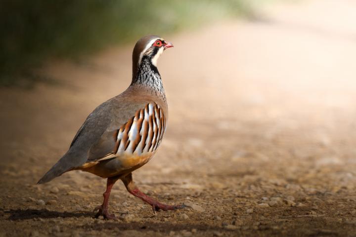Imagen de archivo de una perdiz.
