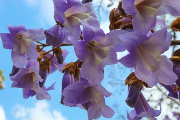 Paulownia.