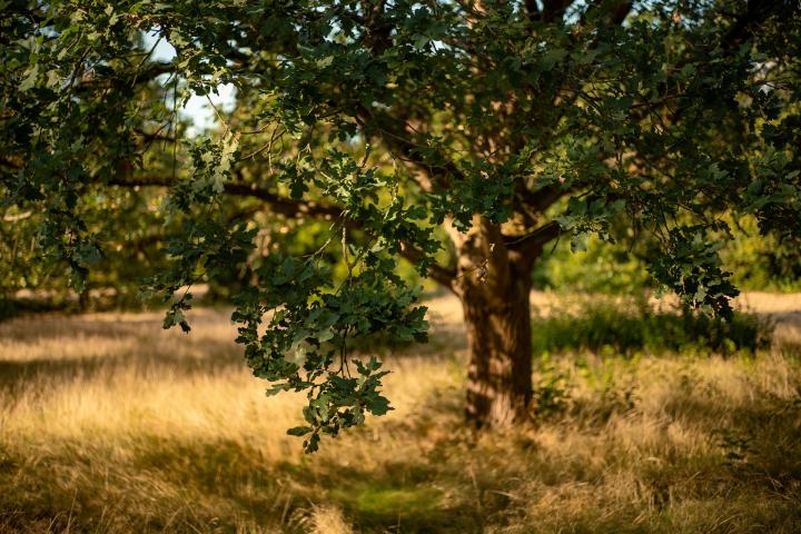Un árbol, en una imagen de archivo