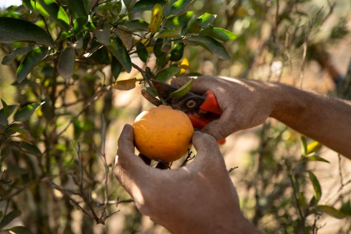 Un trabajador, cogiendo una mandarina