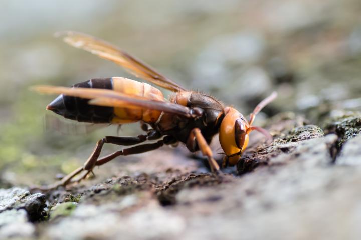 Imagen de archivo de un ejemplar de 'Vespa soror', avispón tailandés, tomada en el Parque Nacional de Khao Yai (Tailandia).