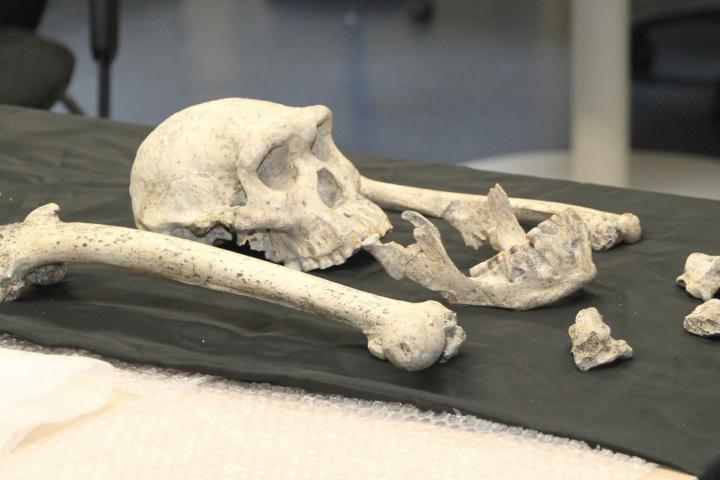 Los restos fósiles del Homo casi adulto del yacimiento de Dmanisi, en Georgia.