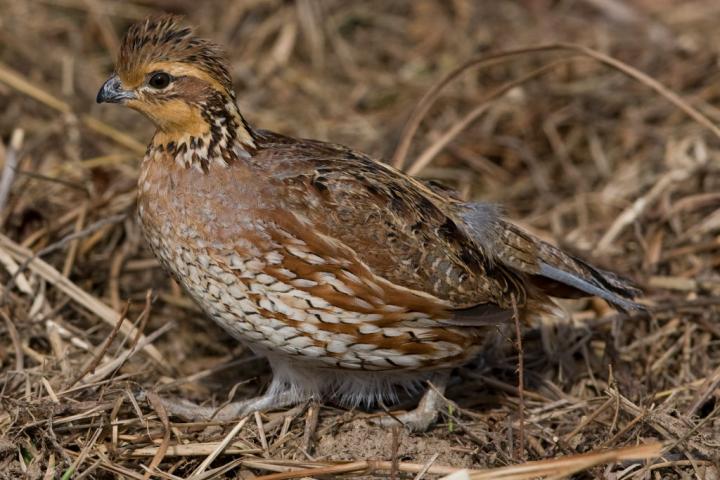 Un ejemplar de codorniz