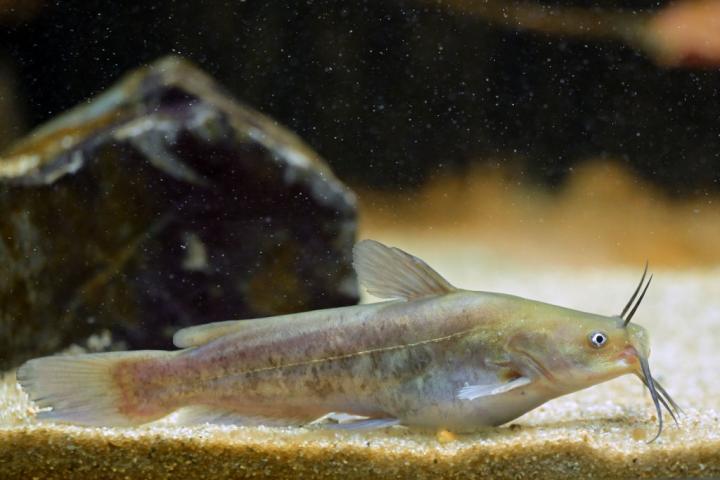 Un siluro enano, en una imagen de archivo