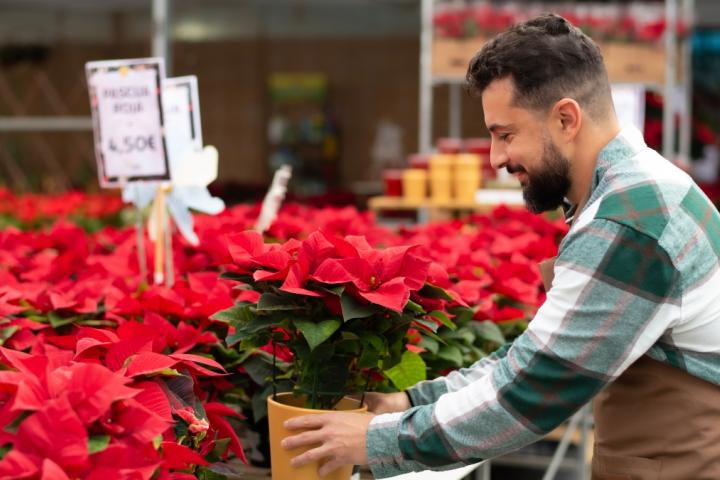 Jardinero cuidando una Flor de Pascua