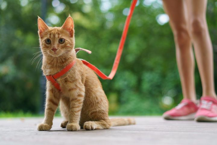 Un gato saliendo a pasear.