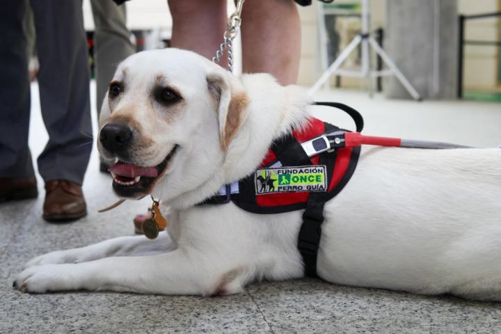 Un perro guía de la ONCE, en una imagen de archivo