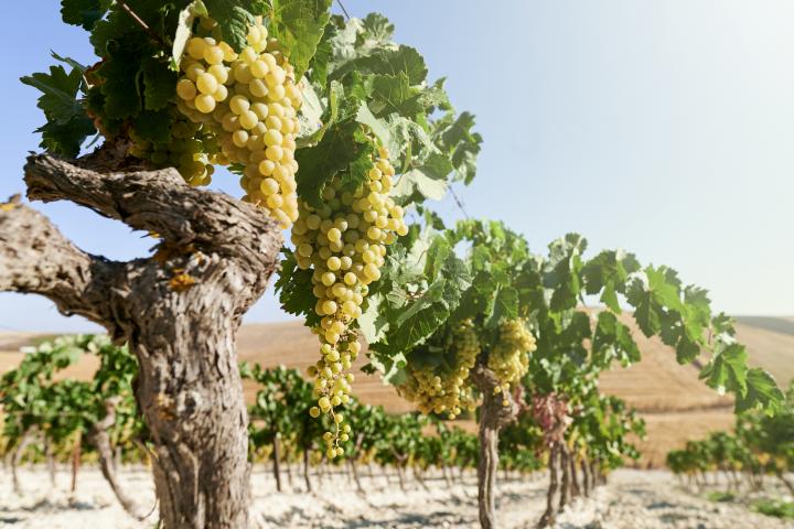 Imagen de archivo de viñedos.