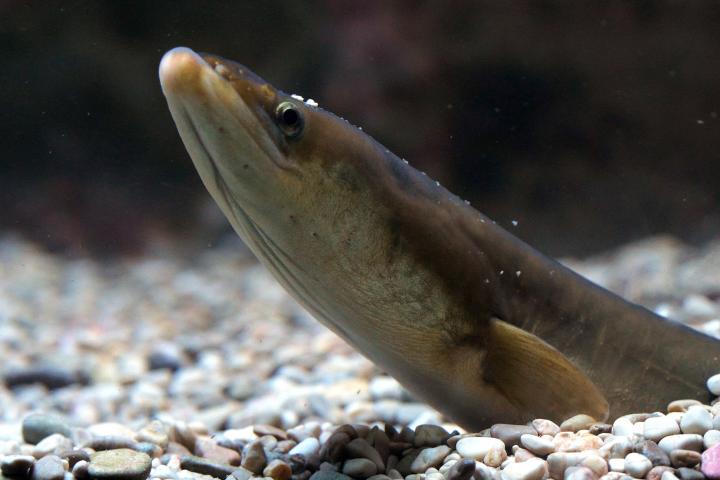 Una anguila.