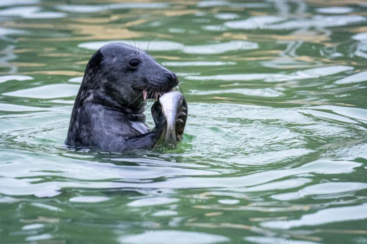 Una foca gris, en una imagen de archivo