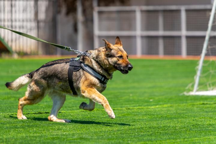 Imagen de archivo de un pastor alemán.