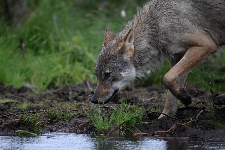 Un lobo, en un paraje de Finlandia