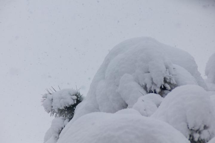 Un árbol, cubierto por la nieve durante Filomena en España