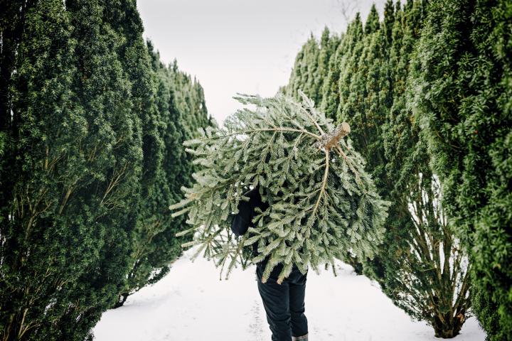 Imagen de una persona comprando un abeto para poner de árbol de Navidad.
