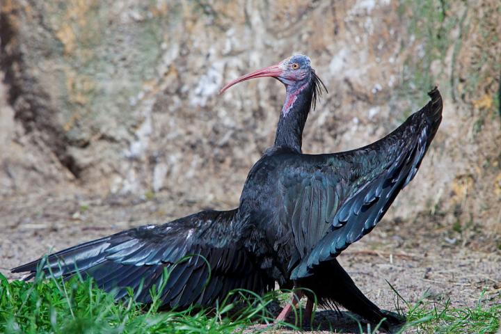 Ejemplar de ibis ermitaño