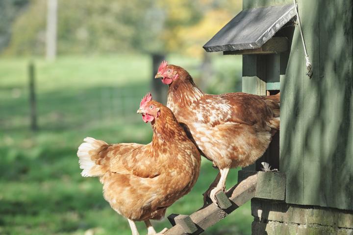 Gallinas en un corral.