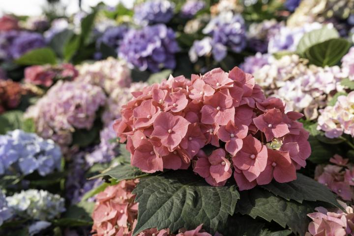 Hortensias.