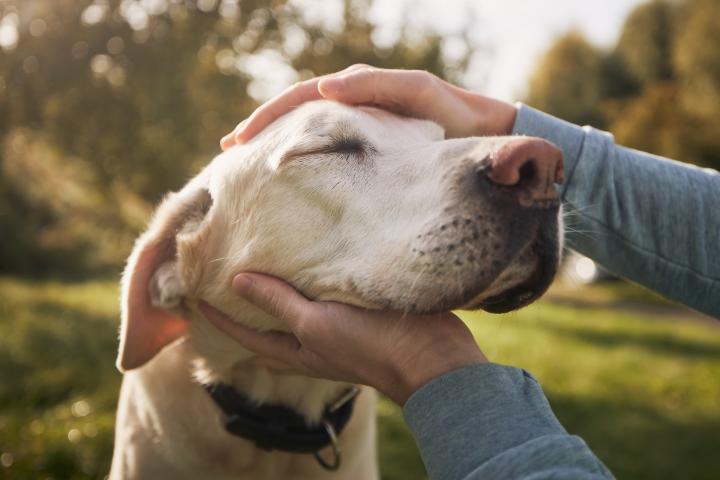 Un viejo labrador.