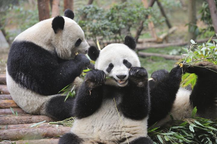 Imagen de archivo de ejemplares de osos panda, comiendo bambú, en el centro chino de Bifengxia Panda Base, en Sichuan, Chengdu.