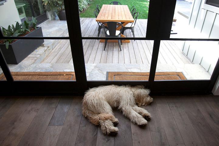 Un perro, en el interior de una casa