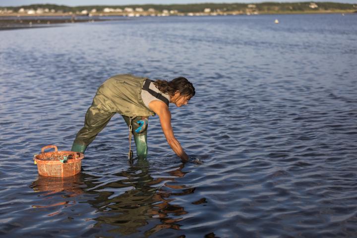 Una mujer recogiendo cangrejos.