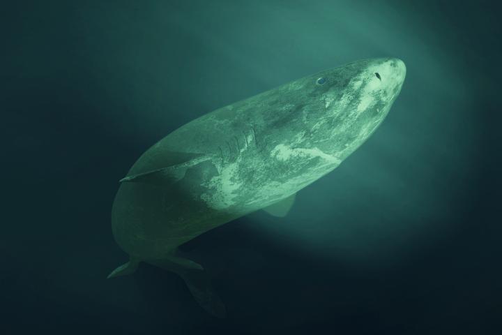 Tiburón de Groenlandia