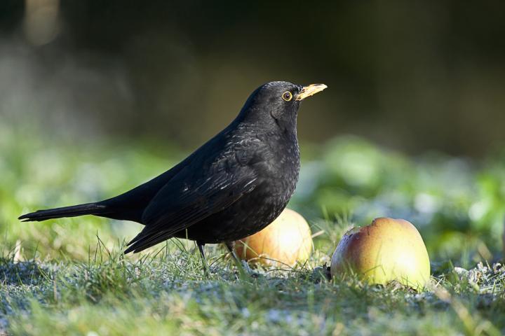 Imagen de archivo de un ejemplar de mirlo ('Turdus merula'), en Norfolk (Reino Unido).