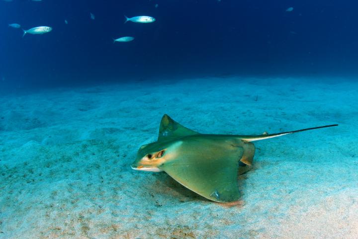 Un águila marina (Myliobatis aquila), en una imagen de archivo