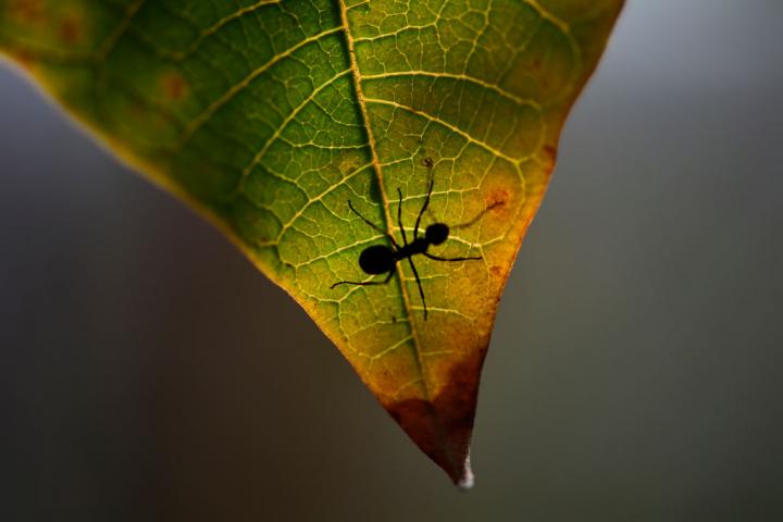 Una especie de hormiga camina en la hoja de una planta localizada en Nepal.