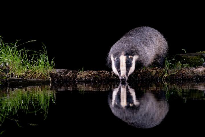 Un tejón bebe agua en una charca