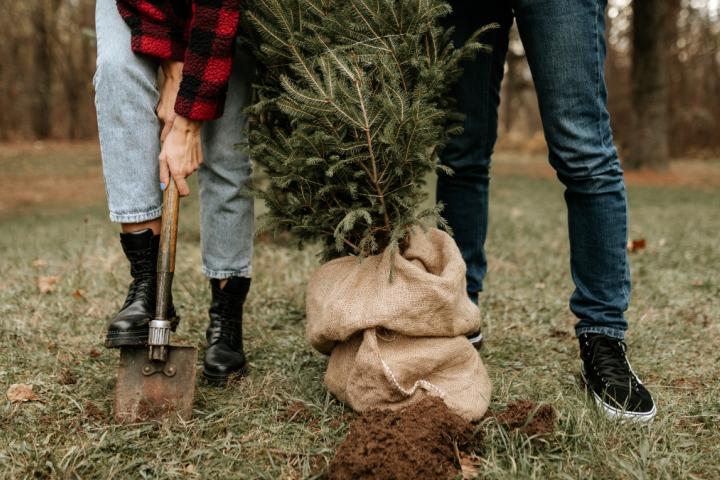 Plantar un abeto en Madrid está prohibido