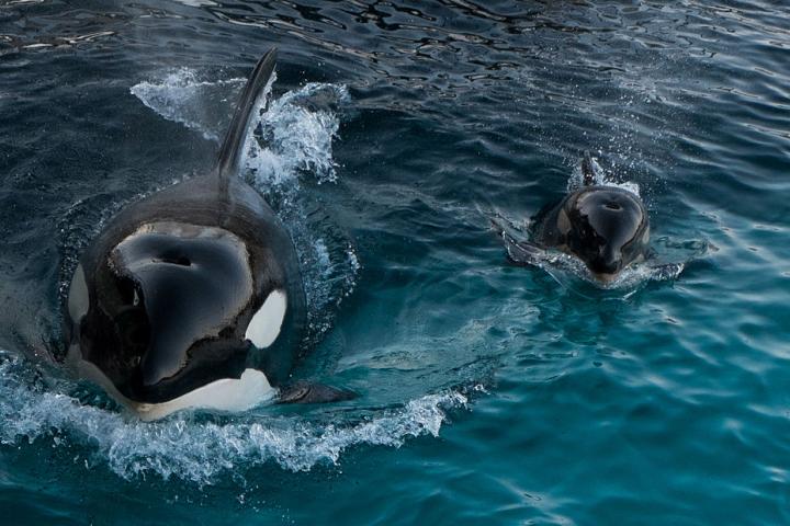 Wikie y Keijo en una exhibición de Marineland en 2013.