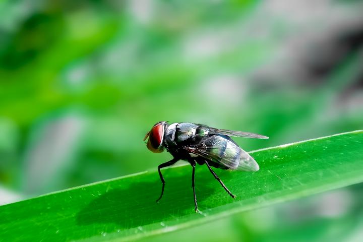La Cochliomyia hominivorax.