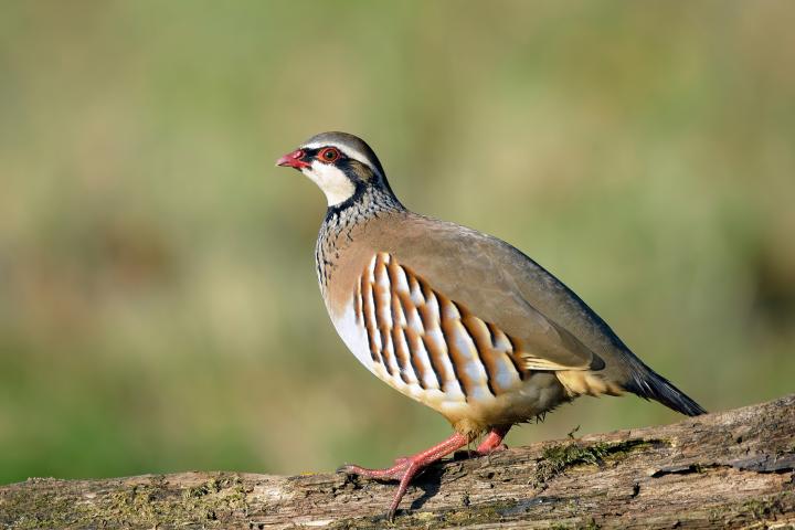 Un ejemplar de perdiz roja, en una imagen de archivo.