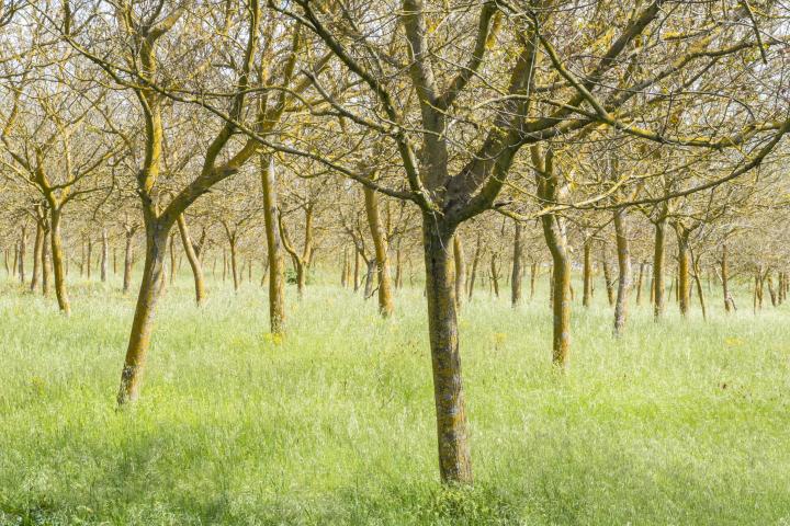 Foto de archivo de varios nogales.