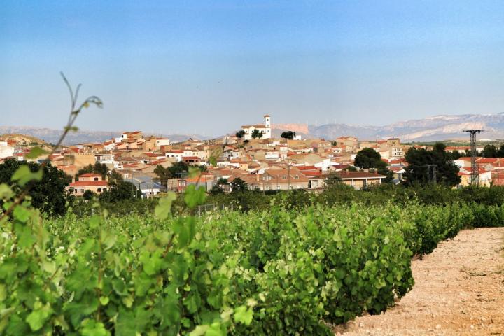Los viñedos de la región de Jumilla, un día de cielo azul y sin lluvia en Murcia.