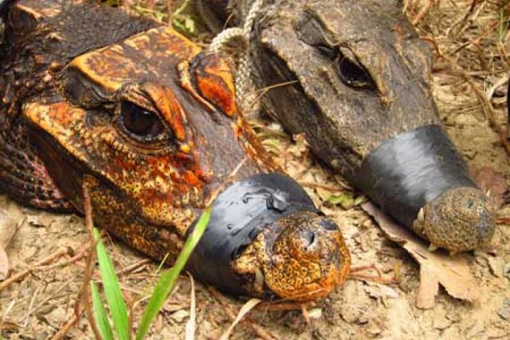Un cocodrilo enano naranja que vive en una cueva de Gabón, junto a un ejemplar normal.
