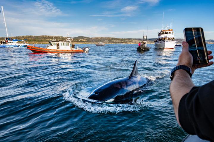 Un turista graba una orca con su teléfono móvil durante una excursión en California.