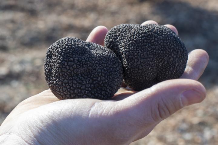 Una persona con dos trufas.