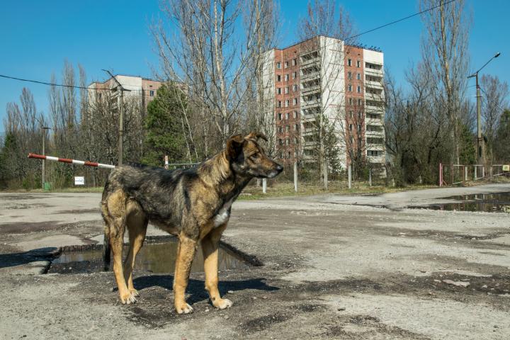 Un perro en Chernóbyl