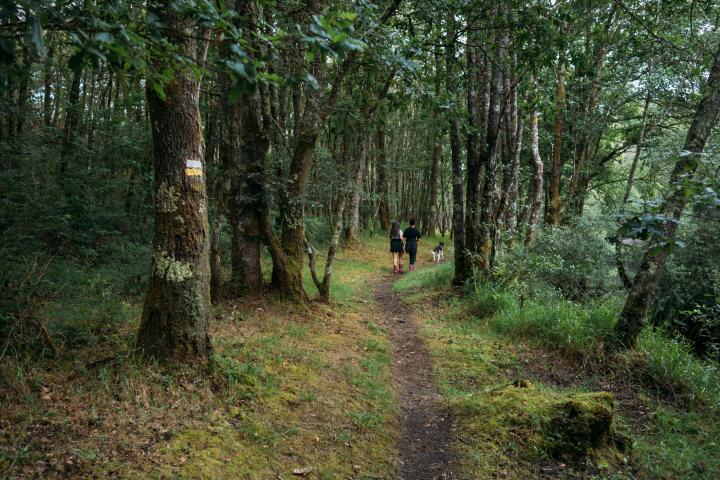 Un camino cruza un bosque lucense, en Galicia.