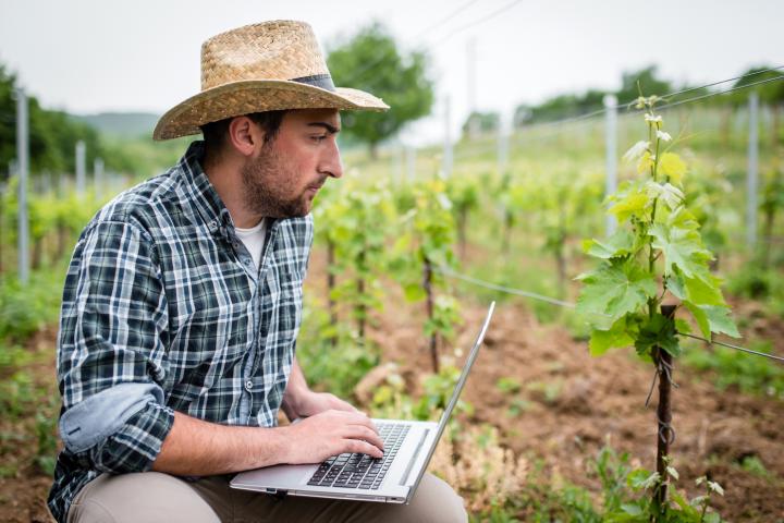 Imagen de una persona analizando una vid.