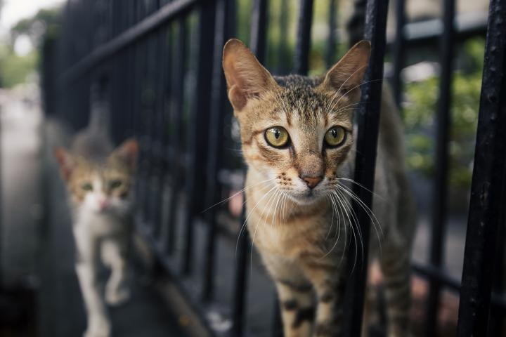 Gatos 'curiosos' entre los barrotes de una verja