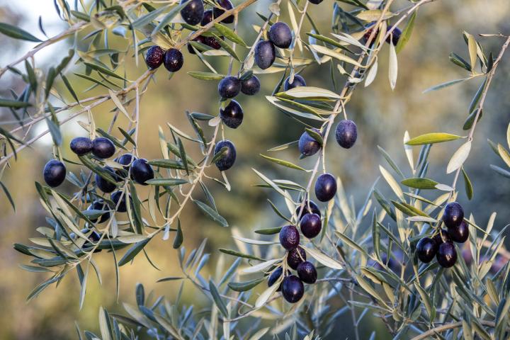 Un olivo con aceitunas negras