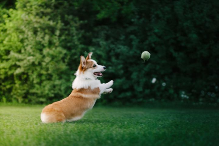 Un perro jugando con una pelota de tenis.